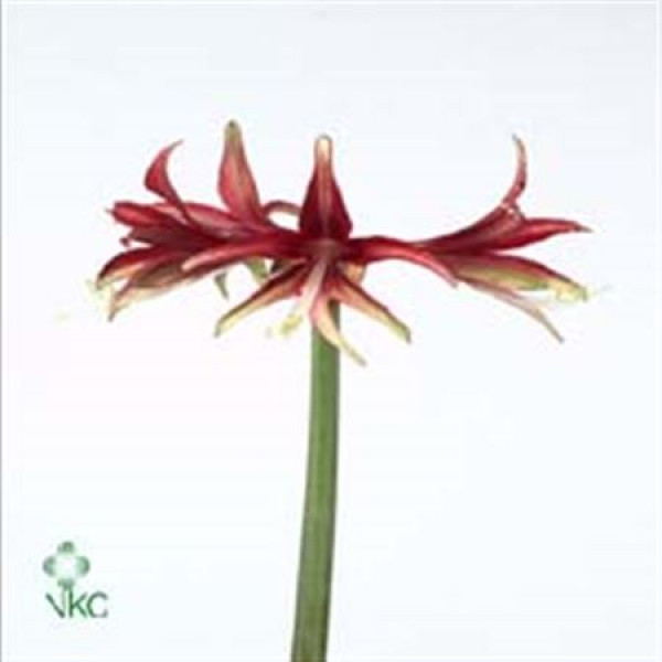 Amaryllis Sp Quito 15cm A1