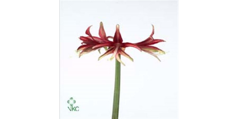 Amaryllis Sp Quito 15cm A1