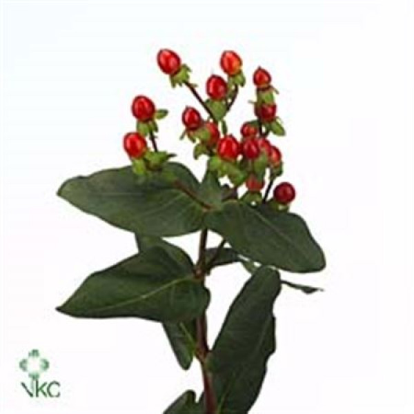 Hypericum Classic Flair 50cm A1