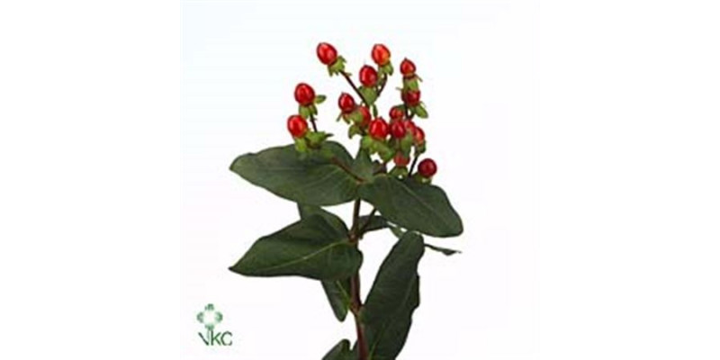 Hypericum Classic Flair 50cm A1