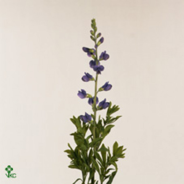 Baptisia Australis 80cm A1