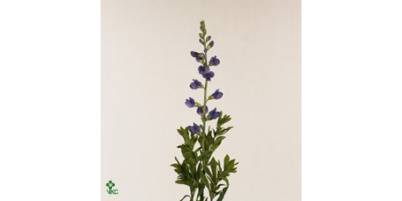 Baptisia Australis 80cm A1