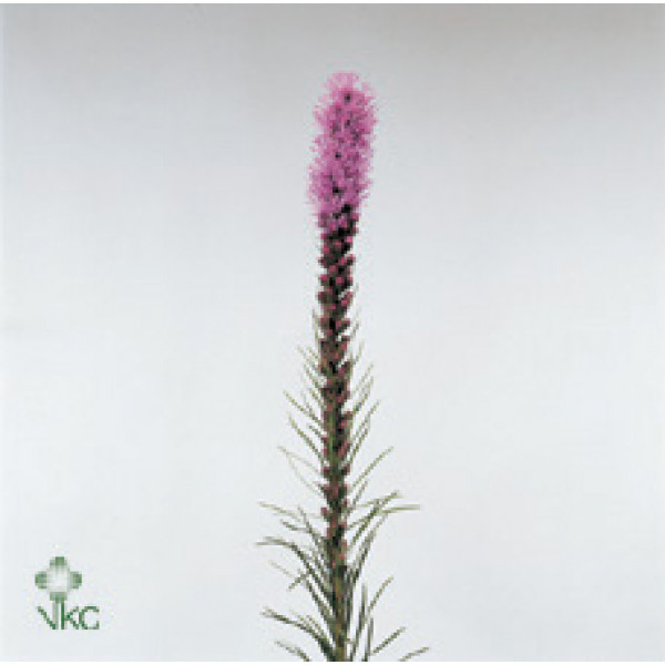 Liatris Callilepis 60cm  Col-Purple