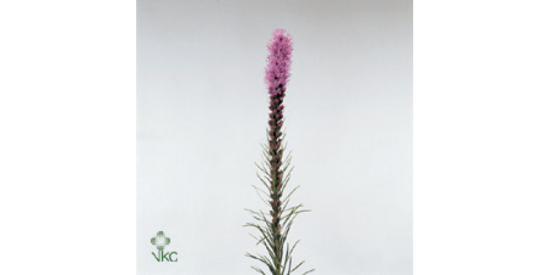 Liatris Callilepis 60cm  Col-Purple