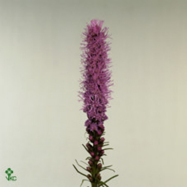 Liatris Spicata 80cm A1