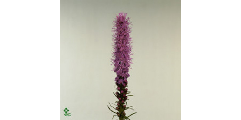 Liatris Spicata 80cm A1