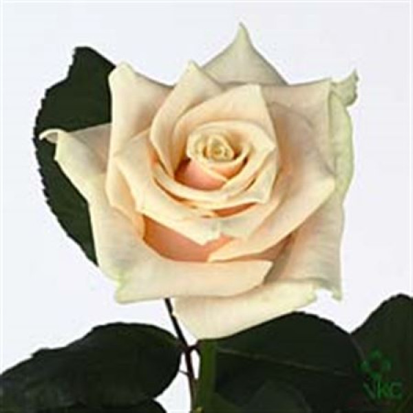 Rose Gr Talea 40cm A1