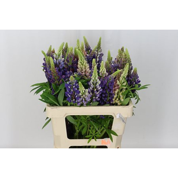 Lupinus 70cm A1