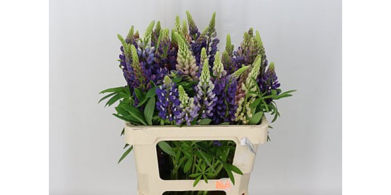 Lupinus 70cm A1