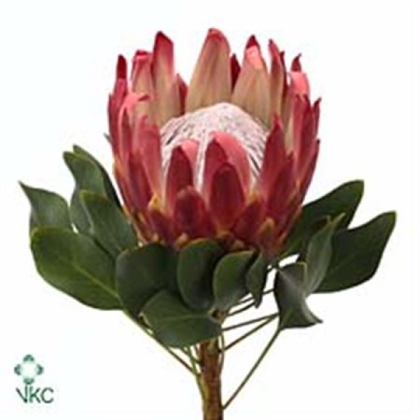 Protea Cynaroides Red Rex 60cm A1