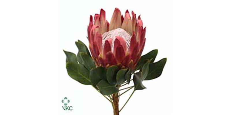 Protea Cynaroides Red Rex 60cm A1