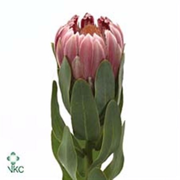 Protea Carnival 50cm  Col-Pink