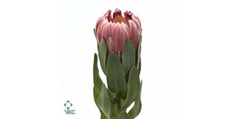 Protea Carnival 50cm  Col-Pink