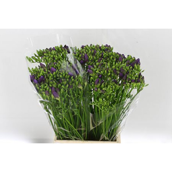 Freesias En Dark Blue 48cm 1E Col-Blue