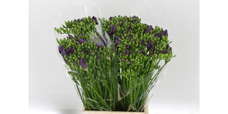 Freesias En Dark Blue 48cm 1E Col-Blue