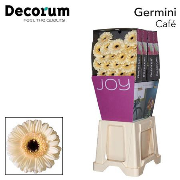 Germini Cafe Diamond 47cm A1 (Valentine Pre Order)