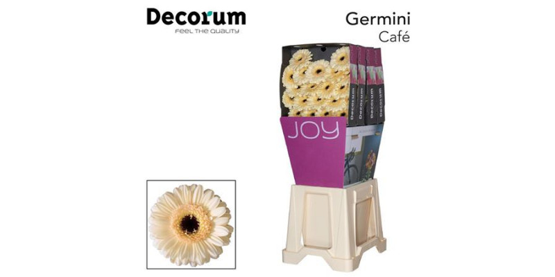 Germini Cafe Diamond 47cm A1 (Valentine Pre Order)