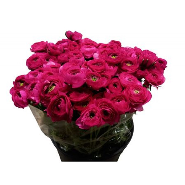 Ranunculus Hot Pink Ex 40cm EX Col-Dark Pink