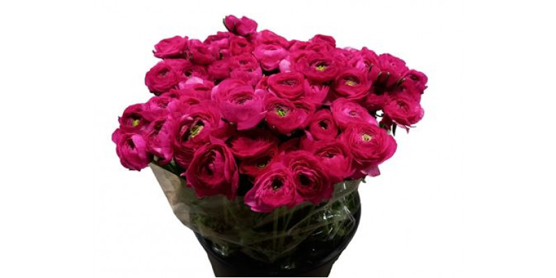 Ranunculus Hot Pink Ex 40cm EX Col-Dark Pink