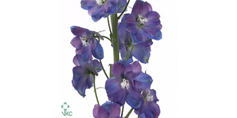 Delphinium El Guard Blue 80cm A1