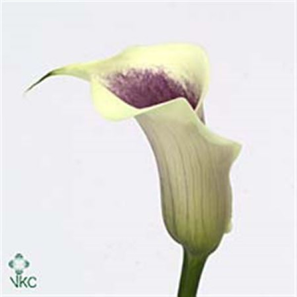 Zanthedeschias (Calla Lilly) Picasso 70cm A1