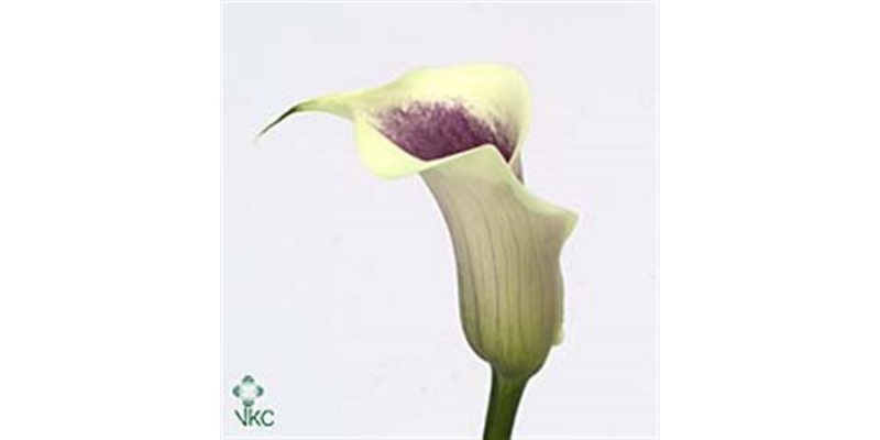 Zanthedeschias (Calla Lilly) Picasso 70cm A1