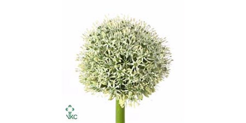 Allium White Giant 100cm A1 Col-White