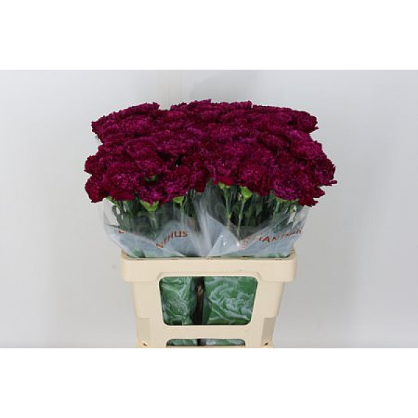 Dianthus St Golem 70cm  Col-Purple