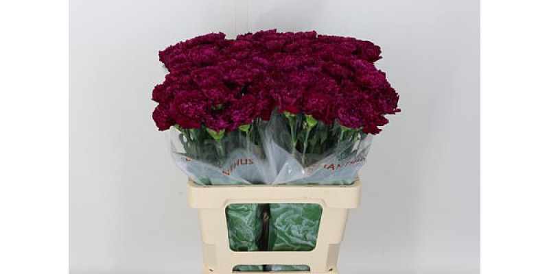 Dianthus St Golem 70cm  Col-Purple