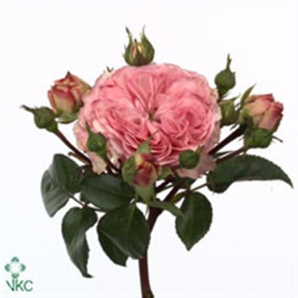 Rose Tr Mariatheresia Freiland 40cm A1