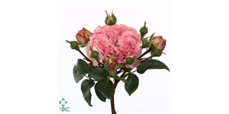 Rose Tr Mariatheresia Freiland 40cm A1