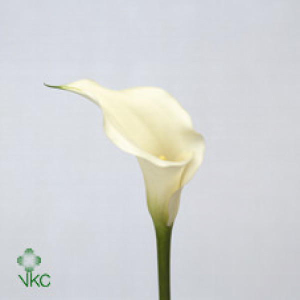 Zanthedeschias (Calla Lilly) White 50cm A1 Col-White