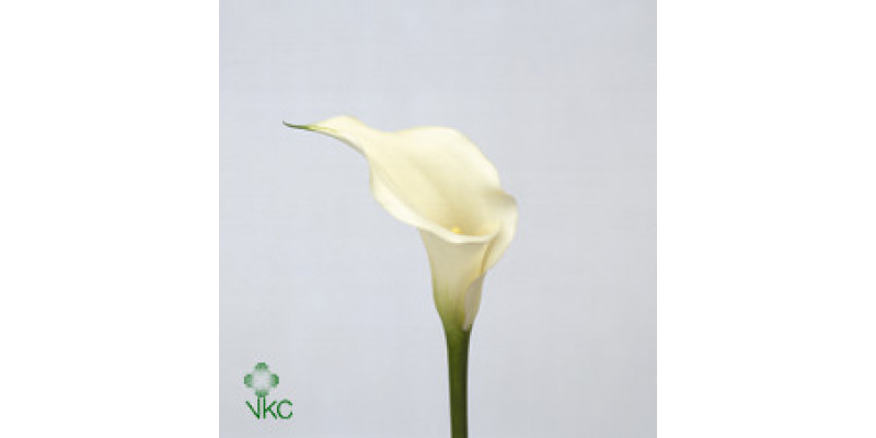 Zanthedeschias (Calla Lilly) White 60cm A1 Col-White