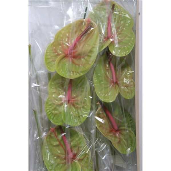 Anthurium Verino X16 16cm  Col-Green