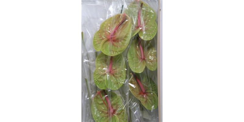 Anthurium Verino X16 16cm  Col-Green