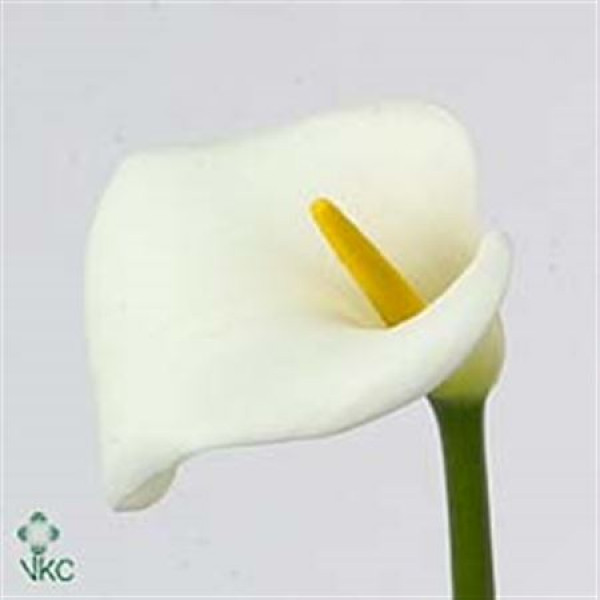 Zanthedeschias (Calla Lilly) Avalanche 80cm A1 Col-White