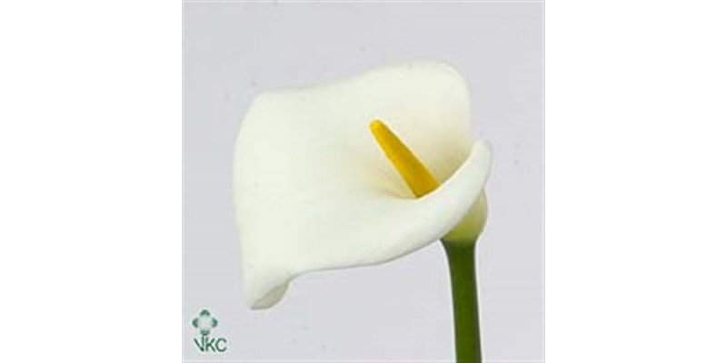 Zanthedeschias (Calla Lilly) Avalanche 80cm A1 Col-White