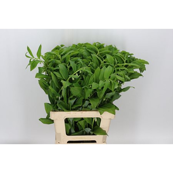 Polygonatum Multiflo 60 cm A1
