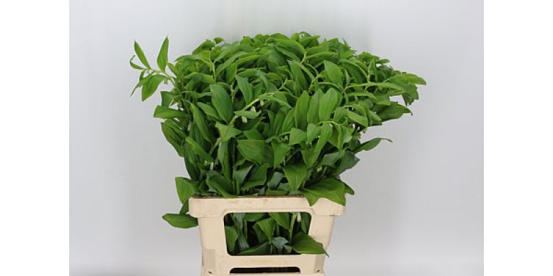 Polygonatum Multiflo 60 cm A1