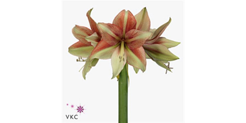 Amaryllis Fledermaus 85cm A1