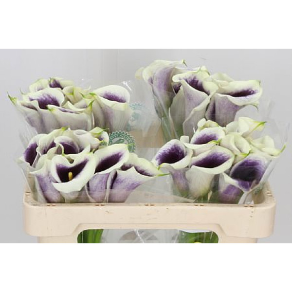 Zanthedeschias (Calla Lilly) Vermeer 65cm A1