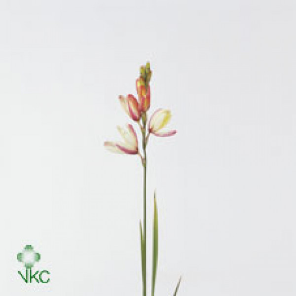 Ixia Spica 70cm  Col-Brown