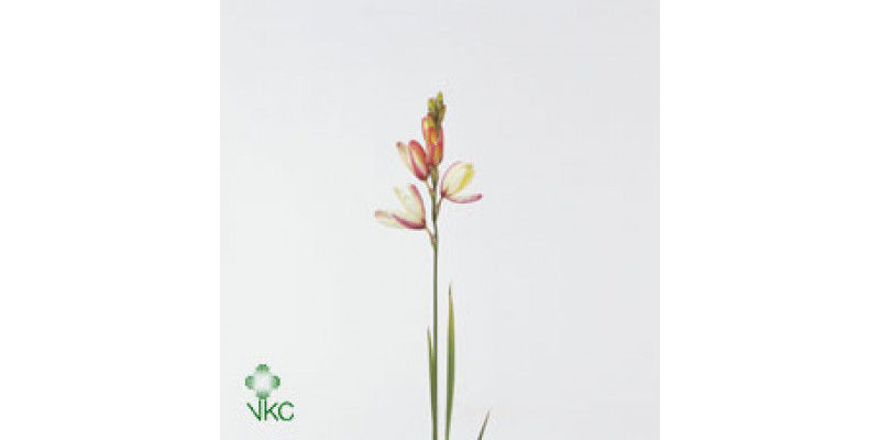 Ixia Spica 70cm  Col-Brown