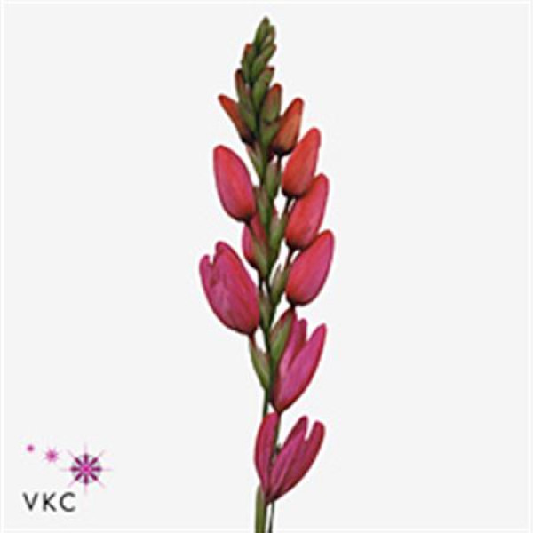 Ixia Phoenix 70cm  Col-Red