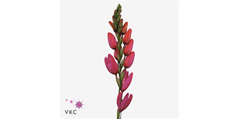 Ixia Phoenix 70cm  Col-Red