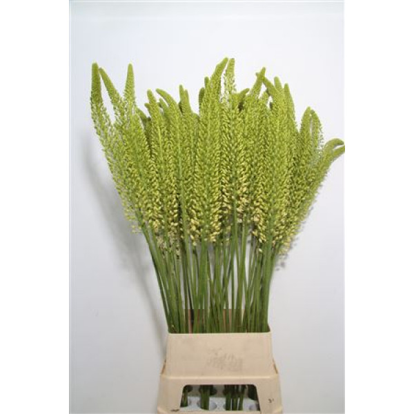 Eremurus White Beaut 130cm  Col-White