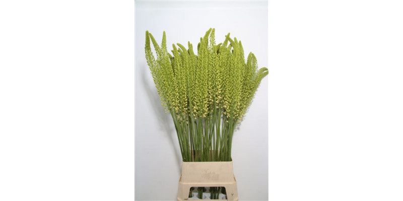 Eremurus White Beaut 130cm  Col-White