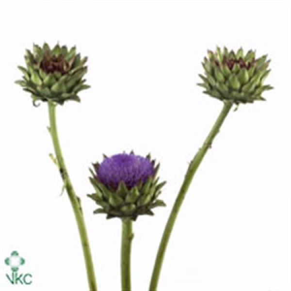 Cynara Artisjock Flowering Spray 70cm  Col-Blue