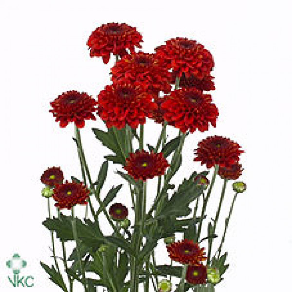 Chrysanthemums T Lexy Red 70cm A1