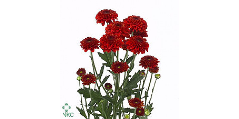 Chrysanthemums T Lexy Red 70cm A1